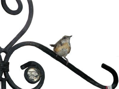 Juvenile Carolina Wren in our back yard