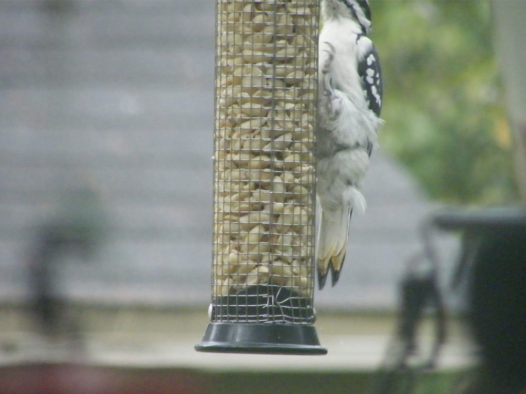 Male Hairy Woodpecker belly tail 20140918hbw7-21
