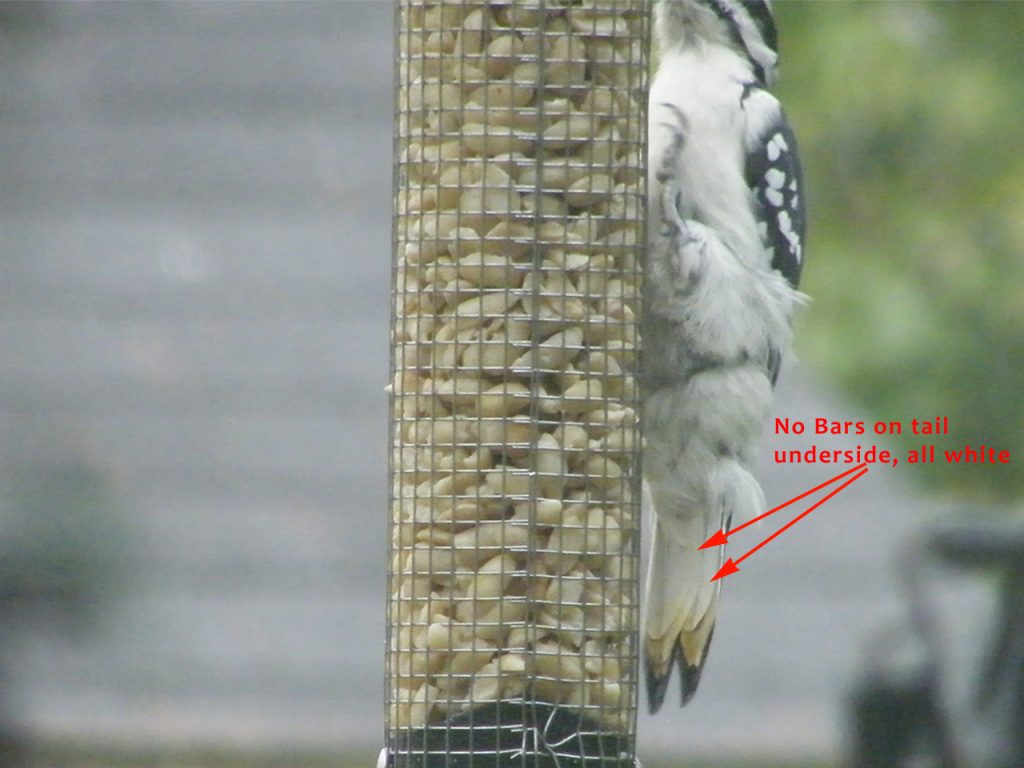 Hairy Woodpecker belly tail id20140918hbw7-21