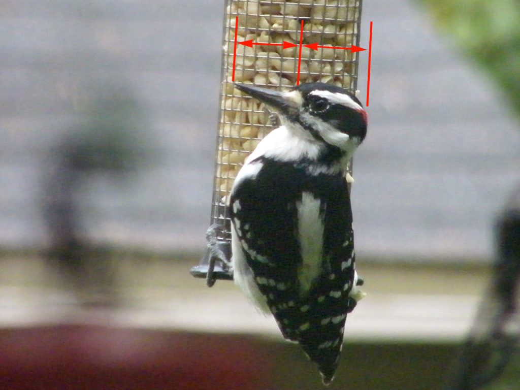 Big Harry the male Hairy Woodpecker bill id length equal to length of skull 20140918hbw7-23