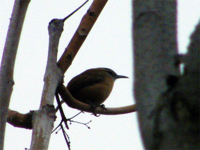 Carolina Wren sits in our baby walnut tree in between singing, looking for a friend 640 20141129-1205-69