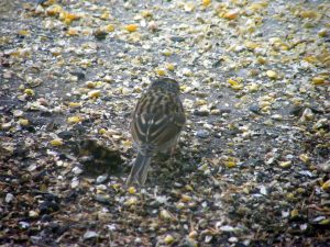 Chipping Sparrow from behind on the back deck 20160830-19