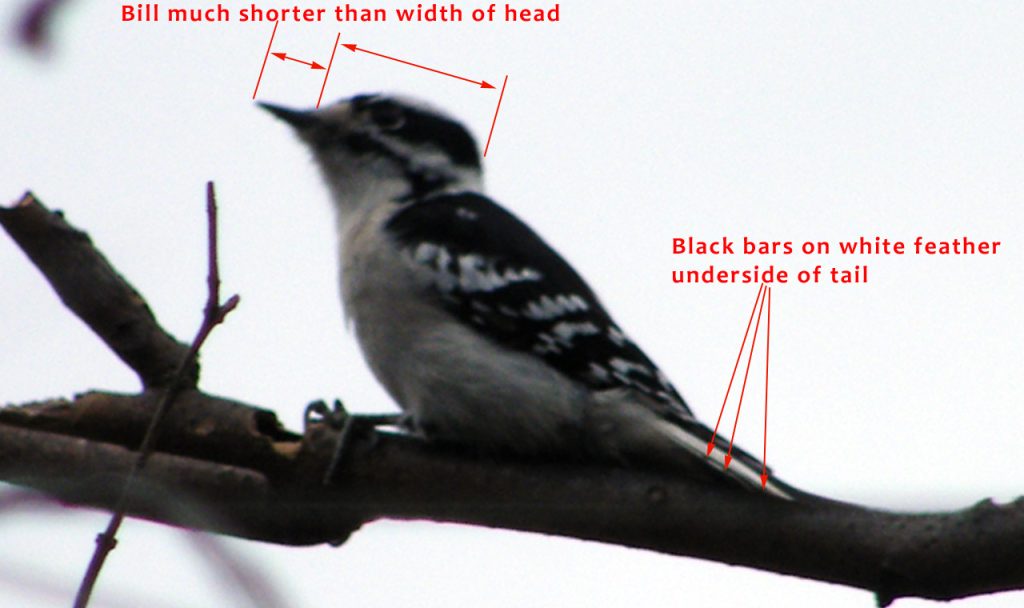 Female Downy Woodpecker on branch id markers for bill length and underside of tail 20141130-1205-81