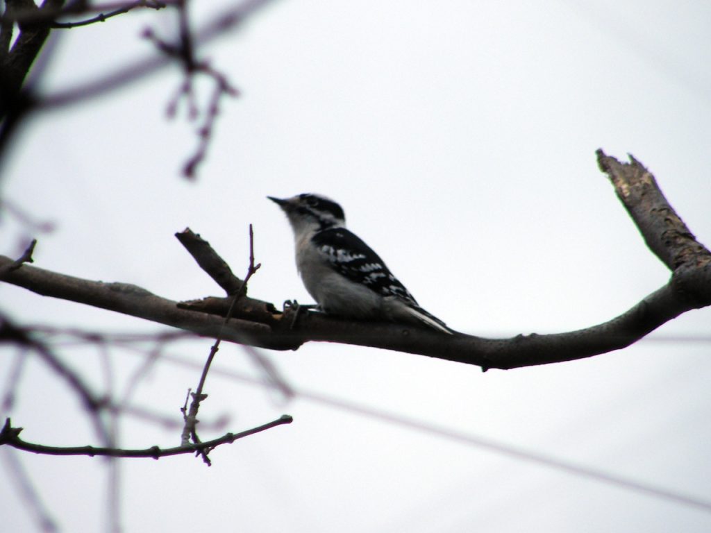 Female Downy Woodpecker on branch 20141130-1205-81