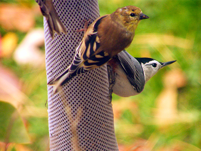 Goldfinch and Nuthatch on Nijer