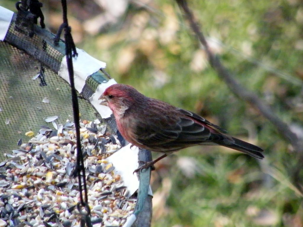 When I first saw this House Finch I thought it might be a Purple Finch 20141204-1205-124