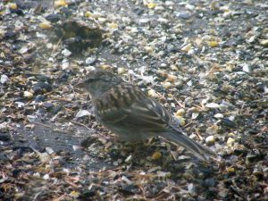 Juvenile Chipping Sparrow on the back deck eating dropped seeds 20160830-18