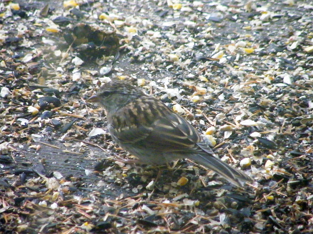 Juvenile Chipping Sparrow on deck 640-20160830-18