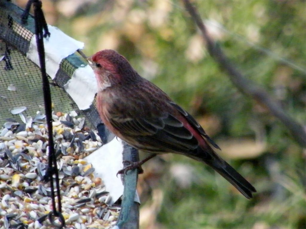 Male House Finch shelling a safflower seed 20141204-1205-126