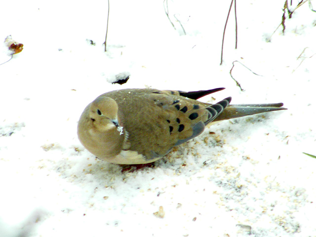 Mourning Dove snow beard from eating seeds in the snow640-20141121-3
