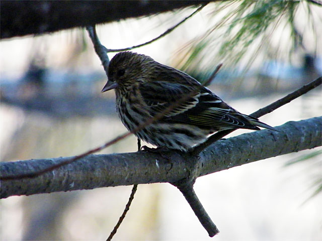 A friendly Pine Siskin in our pine tree out back 20141115-1118-171
