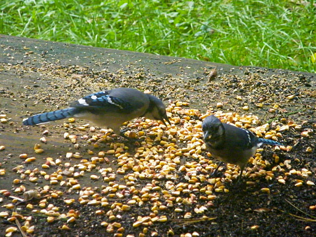 Another example of two Blue Jays on our back deck tolerating each other well 640-20161006-43