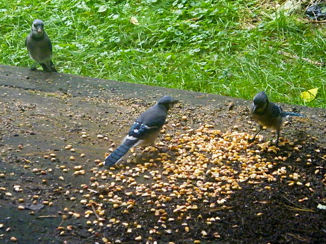Three Blue Jays on our back deck tolerating each other fairly well for some of our corn 640-20161006-42