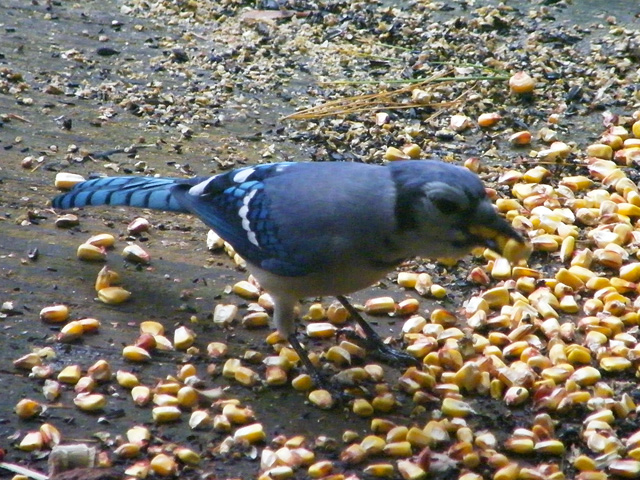 This Blue Jay was just gorging on corn kernels to the point it couldn't jam any more down its throat 640-20161006-637