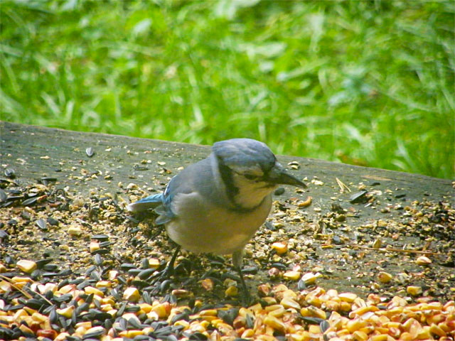 A Blue Jay on our back deck looking for the right corn kernel to eat 640-20161006-50