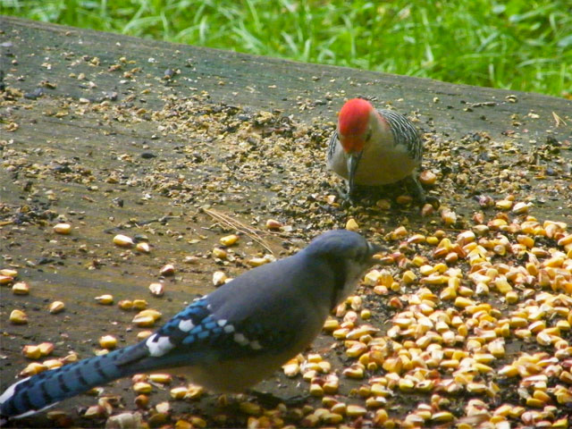 Blue Jay and a male Red-bellied Woodpecker tolerate each other on our back deck 640-20161006-48