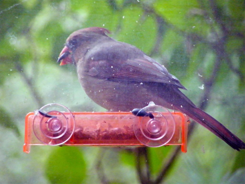 Female adult Northern Cardinal on the sunflower seed tray, note the colored beak 20160930-9