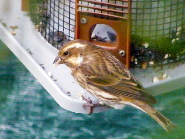 Female Purple Finch eating at our sunflower seed feeder 640-20161021-23