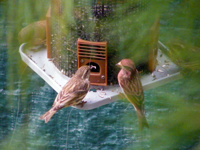 Two female Purple Finches visit our feeders with some male House Finches 640-20161021-50