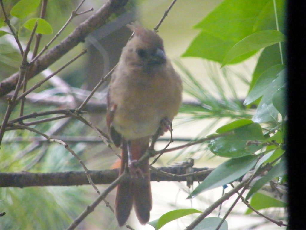 Juvenile Cardinal on branch, note the gray-black beak 20160930-8