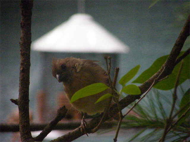 Juvenile Northern Cardinal peaking in through the window at me 640-20160930-3