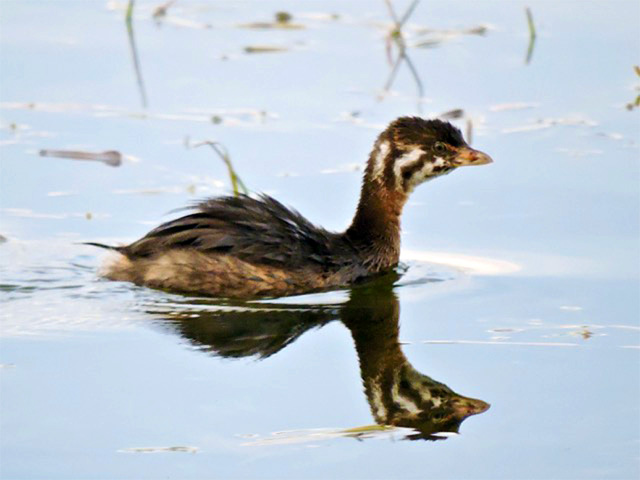 Juvenile Pied-billed Grebe