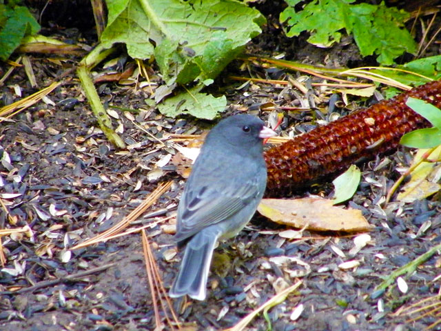 The male Dark-eyed Junco looking right showing off its pink bill and white-edge tail feathers 640-20161028-34