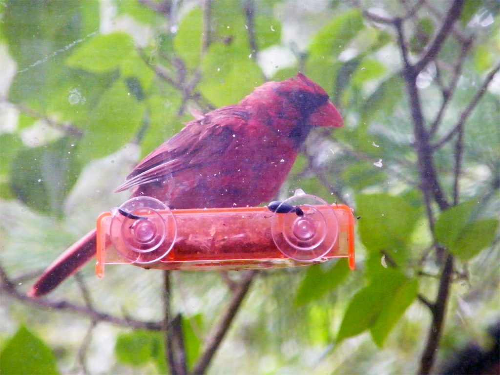 Male adult Northern Cardinal on the sunflower seed tray 20160930-7