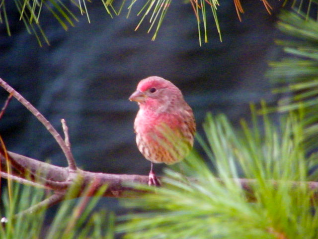 This male House Finch had me wondering a minute if it was a Purple Finch but the chest streaking and curved upper bill said House Finch 640-20161021-44