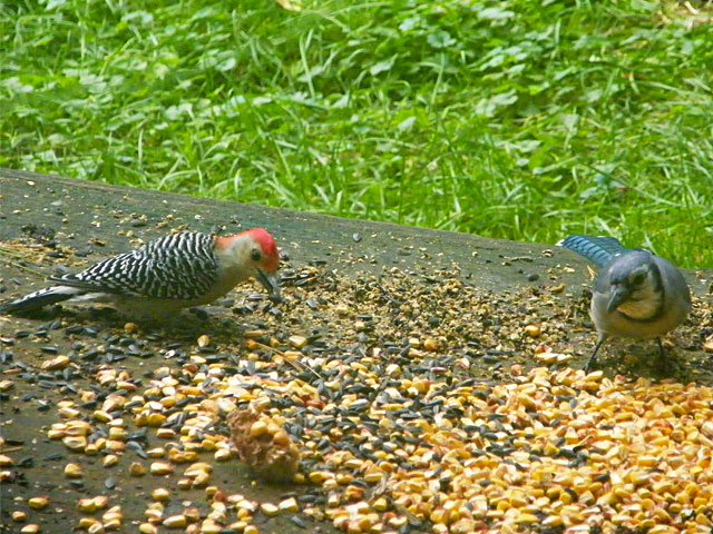 Red-bellied Woodpecker and Blue Jay on deck 640-20161006-52