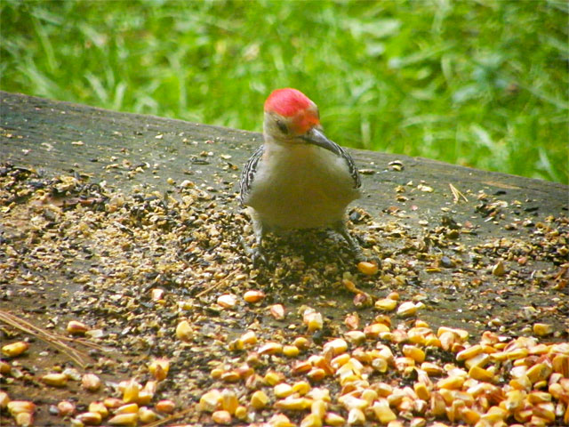This Red-bellied Woodpecker lands on our deck looking for its next food item 640-20161006-49