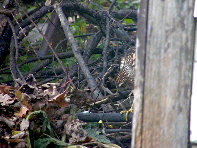 Cooper's Hawk peering under leaves and brush trying to spot small birds 640x480-20161122-43