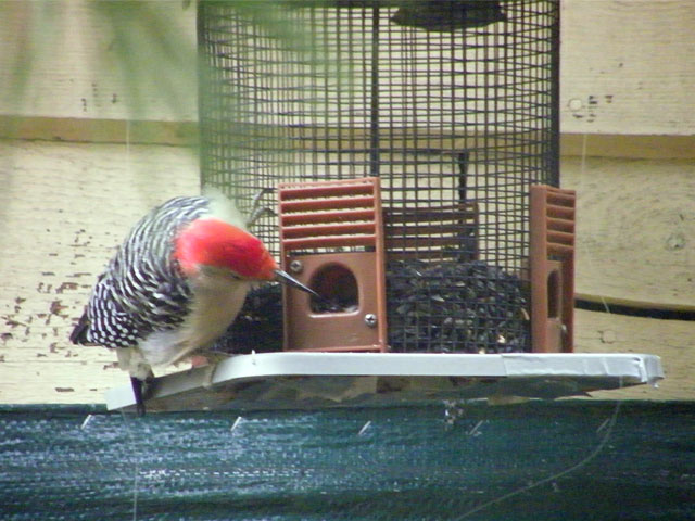 Male Red-bellied woodpecker looking at our sunflower seed feeder trying to figure out the best way to get at the seeds! 640-20161111-29
