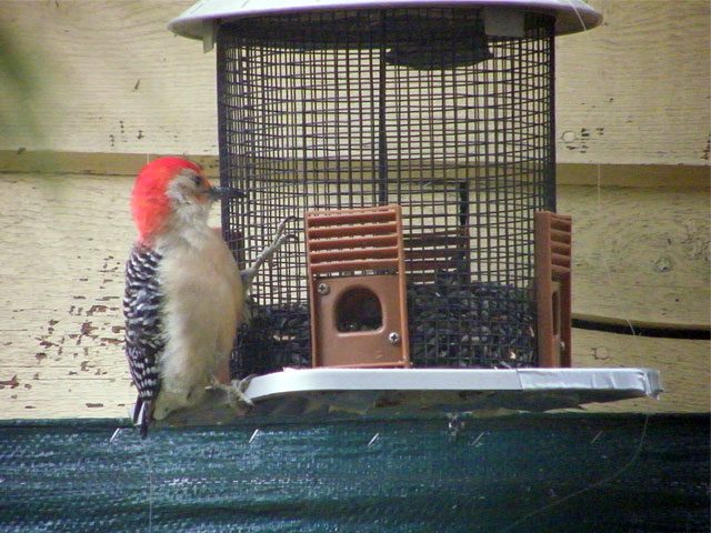 Male Red-bellied Woodpecker on sunflower seed feeder 640-20161111-26