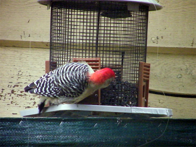 Male Red-bellied Woodpecker with sunflower seed on our backyard feeder 640-20161111-27