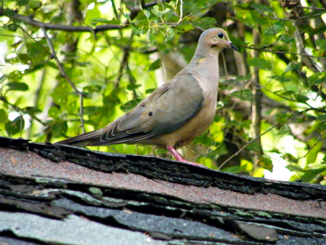 Interesting Bird Encounter at The Big House