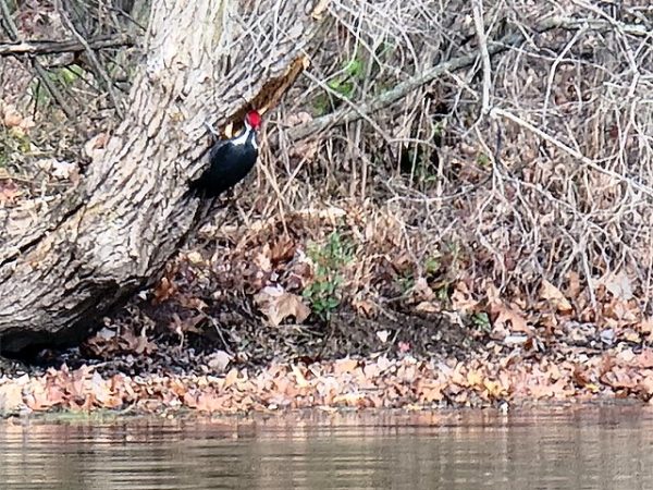 Lake Ovid Pileated woodpecker near the lake shore